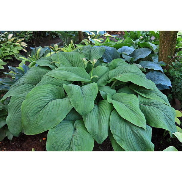 Giant T-Rex Hosta 30 quality Seeds with free shipping 